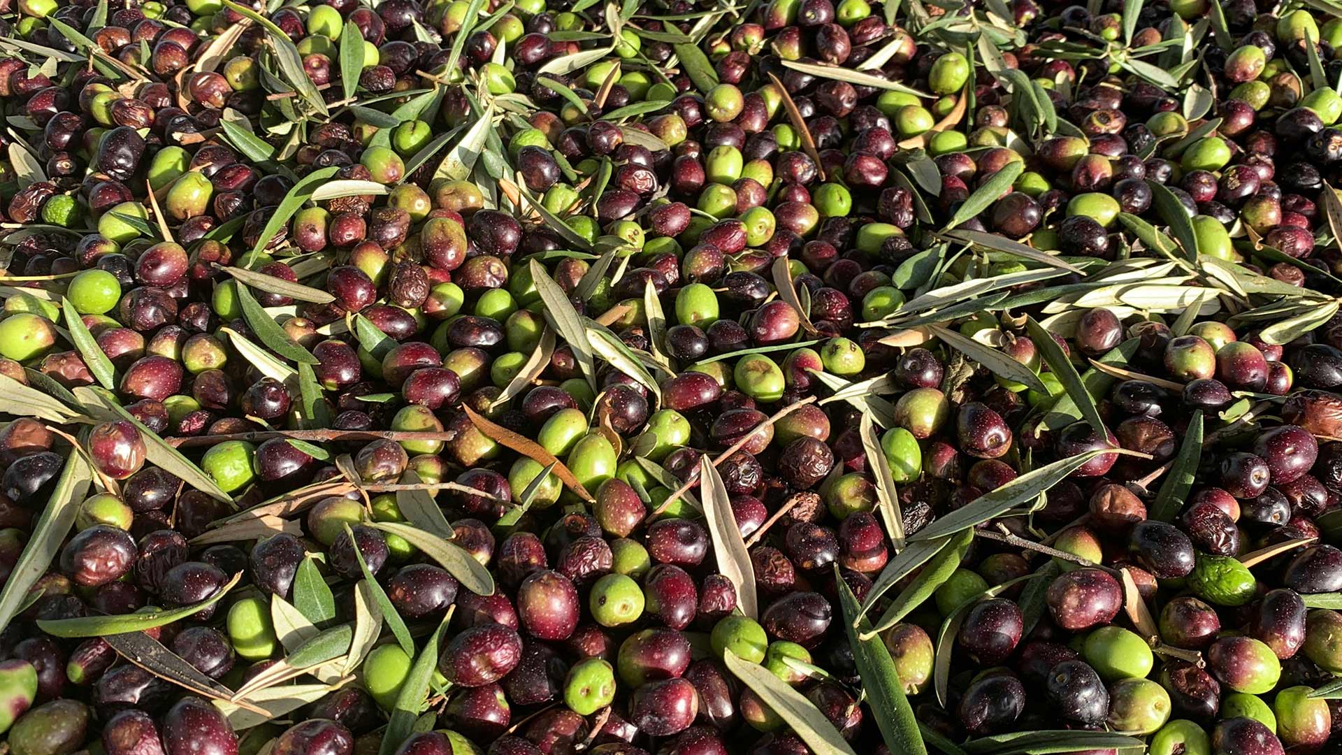OLIVE